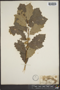 Quercus prinoides image