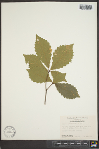 Quercus prinoides image