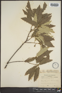 Quercus prinoides image