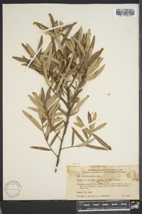 Quercus pumila image