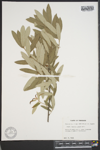 Quercus pumila image