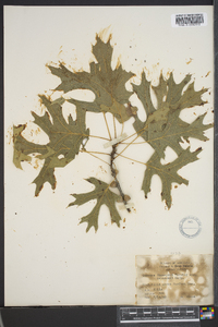 Quercus shumardii image