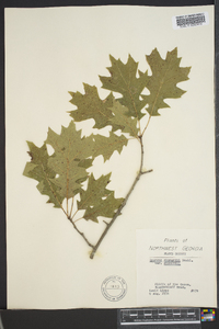 Quercus shumardii var. shumardii image