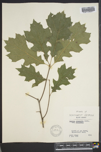 Quercus shumardii var. shumardii image