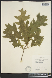 Quercus shumardii var. shumardii image