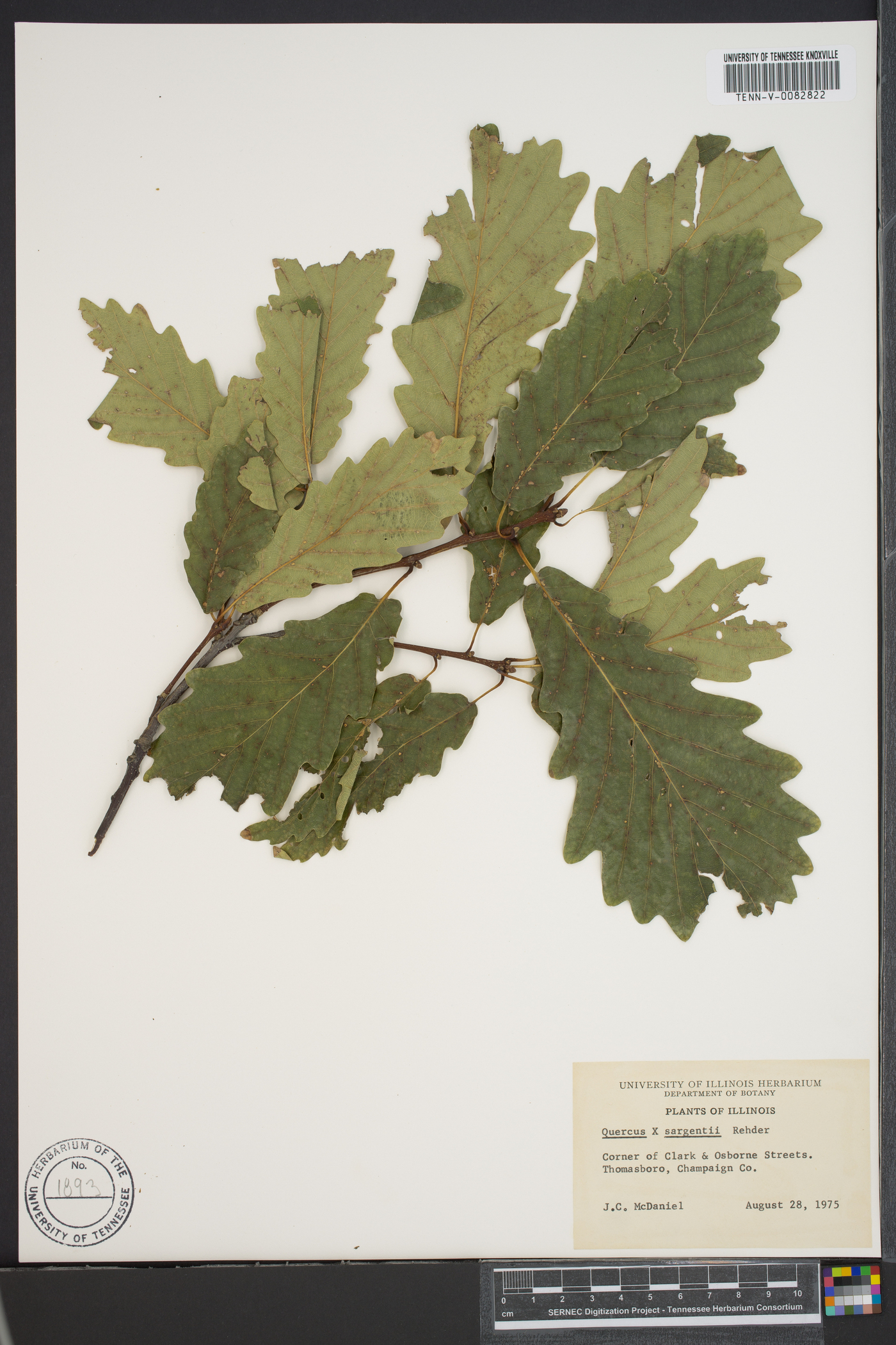 Quercus x sargentii image