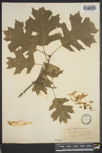 Quercus shumardii image