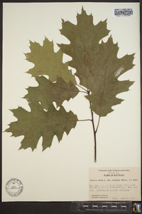 Quercus rubra var. borealis image