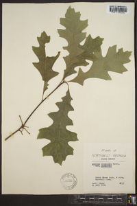 Quercus shumardii var. shumardii image