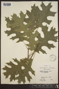 Quercus shumardii var. shumardii image