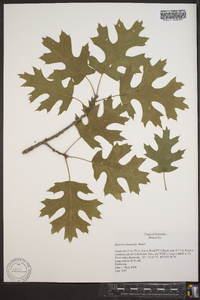 Quercus shumardii image