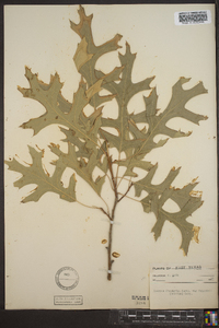 Quercus shumardii image