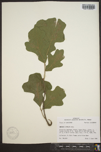 Quercus similis image