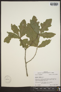 Quercus sinuata image