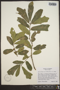 Quercus sinuata var. breviloba image