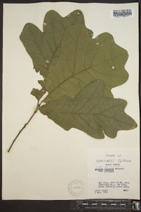 Quercus stellata var. stellata image