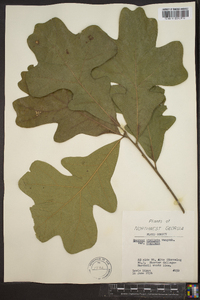 Quercus stellata var. stellata image