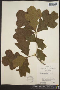 Quercus stellata var. stellata image