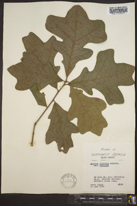 Quercus stellata var. stellata image