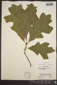 Quercus stellata var. stellata image