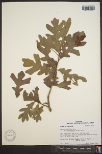 Quercus margaretta image