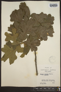 Quercus stellata var. stellata image