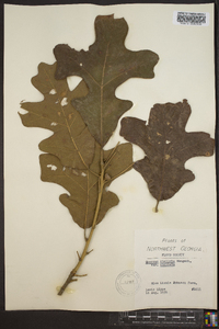 Quercus stellata var. stellata image