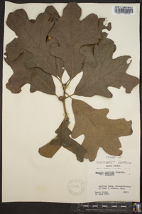 Quercus stellata var. stellata image