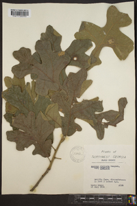 Quercus stellata var. stellata image