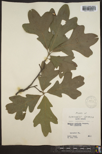 Quercus stellata var. stellata image