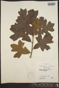 Quercus stellata var. stellata image