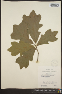 Quercus stellata var. stellata image