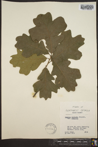 Quercus stellata var. stellata image