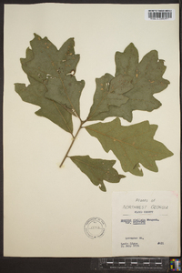 Quercus stellata var. stellata image