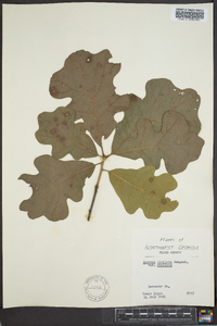 Quercus stellata var. stellata image