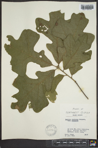 Quercus stellata var. stellata image