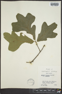 Quercus stellata var. stellata image