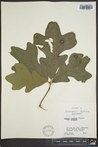 Quercus stellata var. stellata image