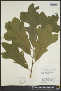 Quercus stellata var. stellata image