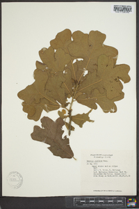 Quercus stellata var. paludosa image