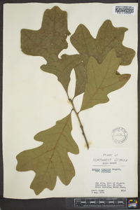 Quercus stellata var. stellata image