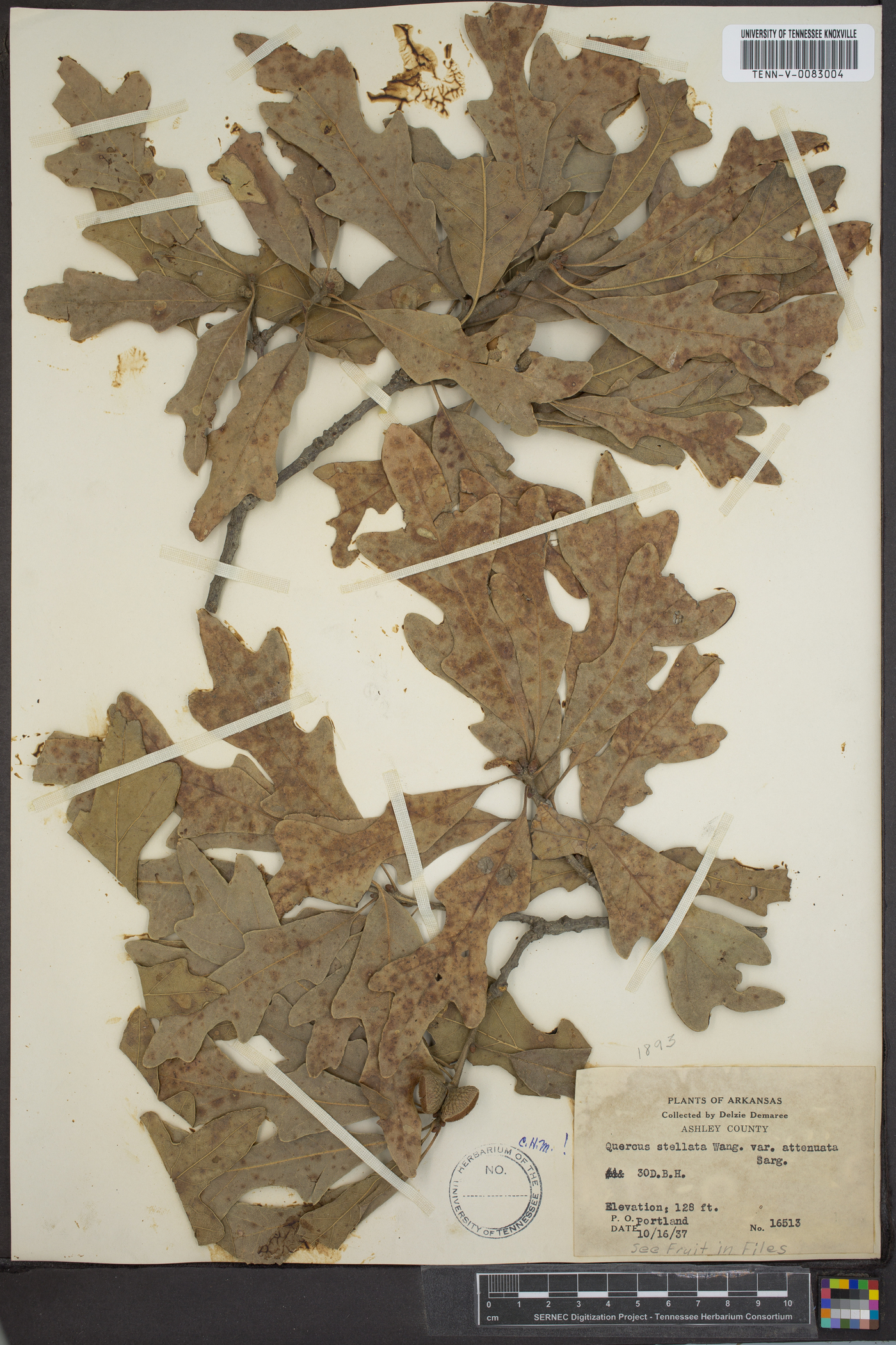 Quercus stellata var. attenuata image