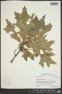 Quercus texana image