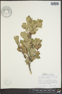 Quercus vaccinifolia image