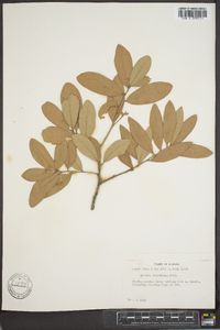 Quercus virginiana image