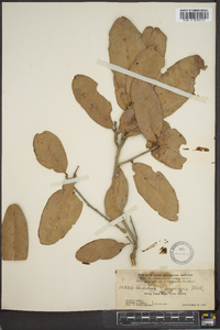 Quercus virginiana image