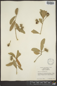 Quercus virginiana image