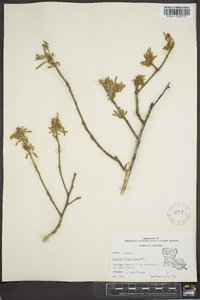 Quercus virginiana image