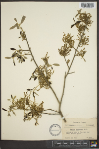 Quercus virginiana image