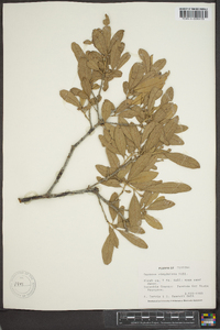 Quercus virginiana image